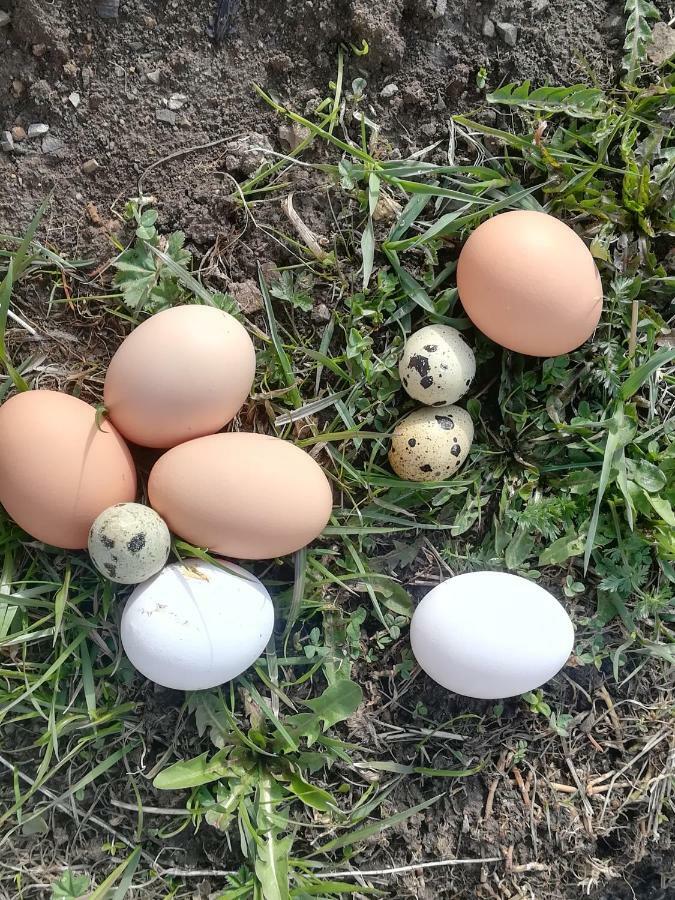 לה ואלה Agriturismo Luech Picedac מראה חיצוני תמונה